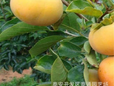 富有 阳丰甜柿嫁接柿子苗 2公分坐果柿子苗 中熟 晚熟嫁接柿苗图5