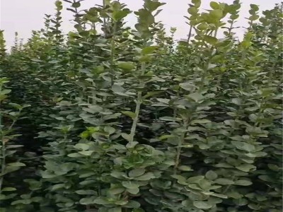 苗木基地现挖现卖1米2米黄杨 四季常青绿化苗北海道黄杨树苗图3