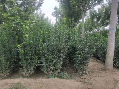 苗木基地现挖现卖1米2米黄杨 四季常青绿化苗北海道黄杨树苗图5