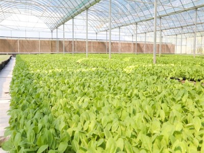 四季小白菜种苗 绿叶 早熟品种 大田种植蔬菜种子图2