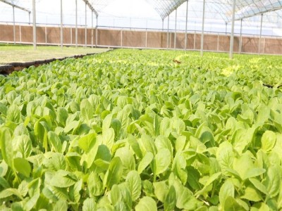 四季小白菜种苗 绿叶 早熟品种 大田种植蔬菜种子图5