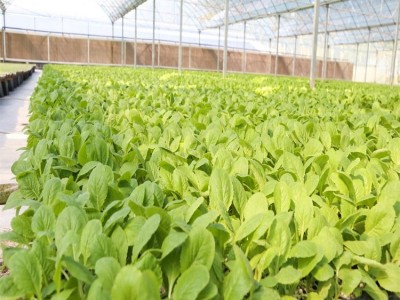 四季小白菜种苗 绿叶 早熟品种 大田种植蔬菜种子图3