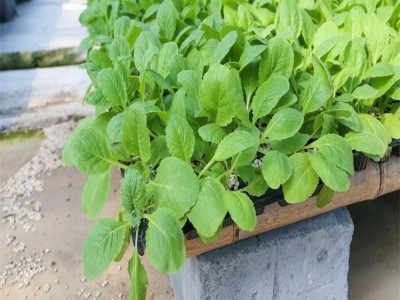 四季小白菜种苗 绿叶 早熟品种 大田种植蔬菜种子图4