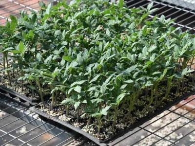 越冬西红柿苗 番茄苗 粉红耐寒大果西红柿种子 益园种苗图5
