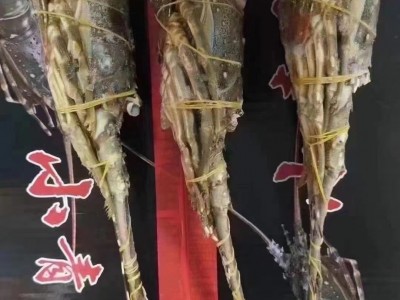 厂家直供冰鲜生冻小青龙龙虾水产批发酒店餐饮专供图3