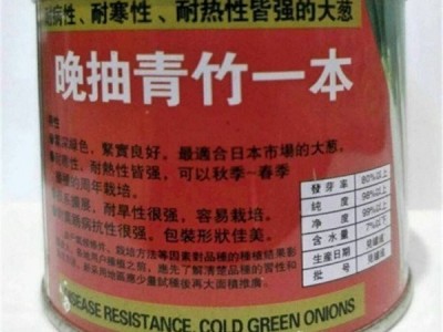 金诺尔 供应钢葱种子 厂家生产 又粗又长 鲜嫩水灵 细嫩清脆图5