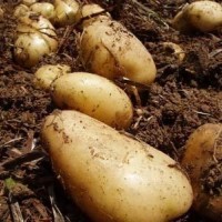金诺尔 布尔班克 马铃薯新品种 食用品质较好 营养价值高 种子批发