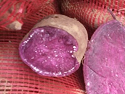 金诺尔 大个新鲜红薯紫薯 鲜美香甜 皮薄易剥 蒸煮烤制图4