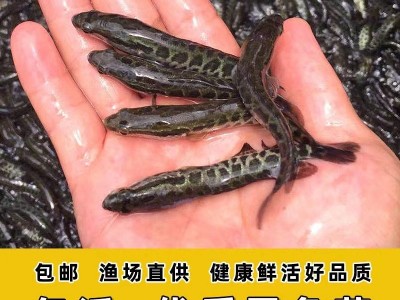 淡水乌鱼苗活体杂交黑鱼苗 冷水乌财小黑苗乌鳢鱼苗鲜活包邮图2