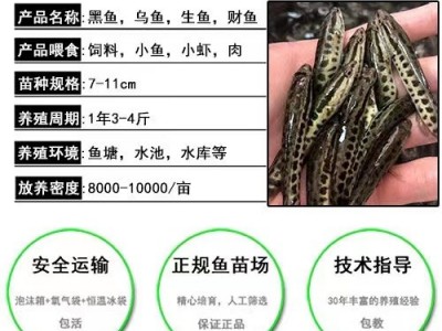 淡水乌鱼苗活体杂交黑鱼苗 冷水乌财小黑苗乌鳢鱼苗鲜活包邮图4