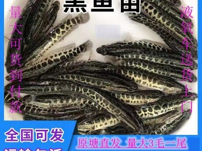 淡水乌鱼苗活体杂交黑鱼苗 冷水乌财小黑苗乌鳢鱼苗鲜活包邮图1