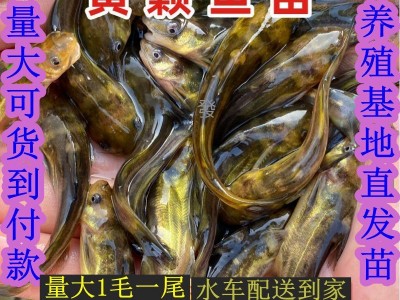 淡水黄骨鱼苗黄颡鱼苗嘎子鱼苗昂刺鱼塘口鲜活鱼黄辣丁苗万尾包邮图2
