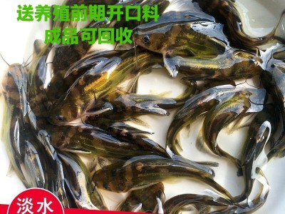 淡水黄骨鱼苗黄颡鱼苗嘎子鱼苗昂刺鱼塘口鲜活鱼黄辣丁苗万尾包邮图3