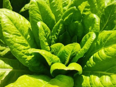 厂家批发沙拉生菜种子5克脆甜罗马直立生菜种籽阳台菜园蔬菜种子图3