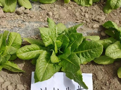 厂家批发沙拉生菜种子5克脆甜罗马直立生菜种籽阳台菜园蔬菜种子图2