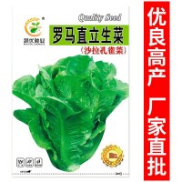 厂家批发沙拉生菜种子5克脆甜罗马直立生菜种籽阳台菜园蔬菜种子