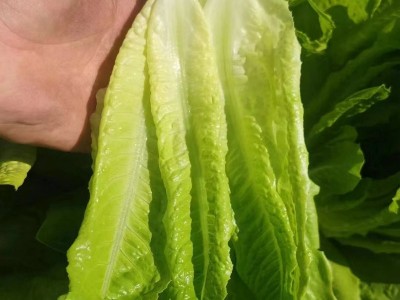 厂家批发沙拉生菜种子5克脆甜罗马直立生菜种籽阳台菜园蔬菜种子图4