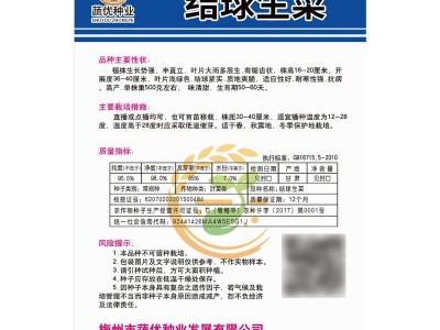 厂家批发菜园蔬菜种子 结球西生菜约2000粒 盆栽阳台院子种子菜籽图4