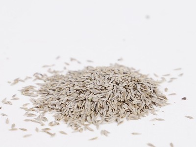 欧兰德意大利皇家生菜种子批发半结球紧凑直立生菜种菜籽支持代发图5