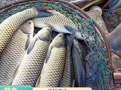 渔场培育草鱼供应 新鲜死鱼可补发 全程加氧送鱼车配送图1