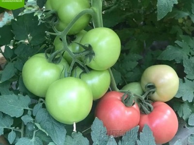 丰喜66西红柿种子丰盛番茄种苗露天抗病毒高硬度深粉嫁接苗图4