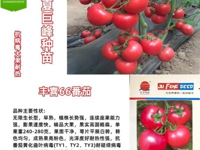 丰喜66西红柿种子丰盛番茄种苗露天抗病毒高硬度深粉嫁接苗图1
