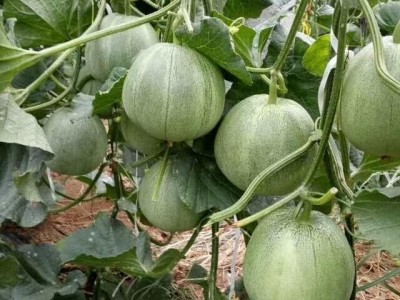 甜瓜种子_Fangcheng/芳程农业_ 羊角蜜甜瓜苗 薄皮甜瓜种子_质量可靠图4