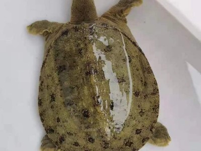 黑花外塘甲鱼苗 又称 中华鳖鱼苗 龟类 包活发货 海鑫水产养殖图5