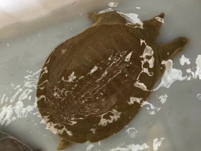 黑花外塘甲鱼苗 又称 中华鳖鱼苗 龟类 包活发货 海鑫水产养殖图2