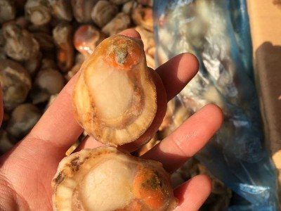 一手货源 原汁冰冻扇贝肉 冰冻海鲜 酒店供应半壳扇贝肉批发图2