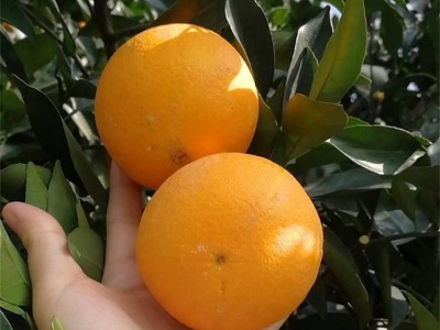 精品纽荷尔脐橙 原产地现摘现发橙子 水果 缺斤少两包赔图5