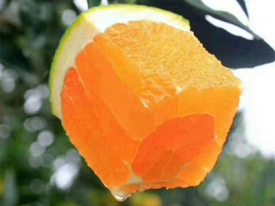 精品纽荷尔脐橙 现发当季水果基地 现采现发 澄红柑橘图4