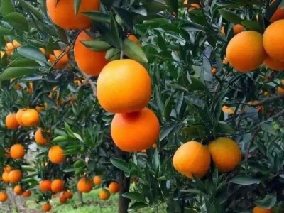 精品纽荷尔脐橙 现发当季水果基地 现采现发 澄红柑橘图5