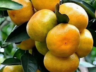 夷陵澄红柑桔 源头发货 蜜橘耙耙柑 香甜新鲜 现摘无核 支持定制图3