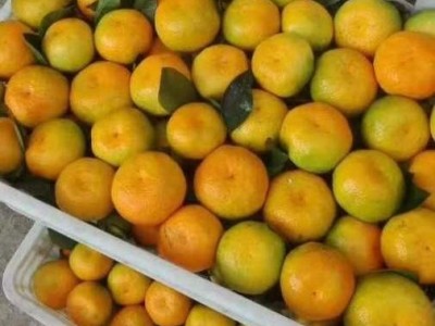 夷陵澄红柑桔 源头发货 蜜橘耙耙柑 香甜新鲜 现摘无核 支持定制图1