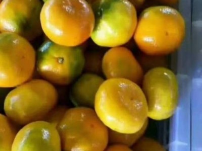 夷陵澄红柑桔 源头发货 蜜橘耙耙柑 香甜新鲜 现摘无核 支持定制图2
