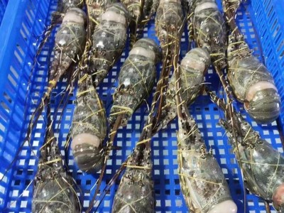 冷冻龙虾冷冻小青龙活冻花龙大龙虾 比你想的更新鲜 酒店餐厅食材图3