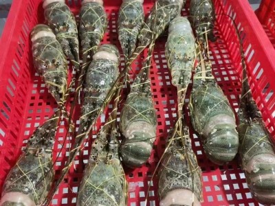 冷冻龙虾冷冻小青龙活冻花龙大龙虾 比你想的更新鲜 酒店餐厅食材图2