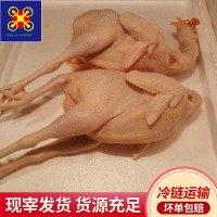 常年文昌鸡散养145天开膛净重2.1-2.8斤以上适用熬汤盐焗鸡白