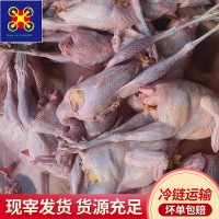 常年供应七彩老山鸡母鸡肉净重1.5-2斤煲蒸食材