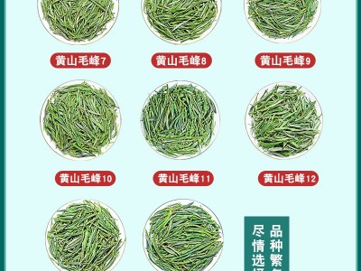 天然峰 黄山毛峰茶2023新茶安徽散装毛尖茶特级500g茶叶绿茶批发图2