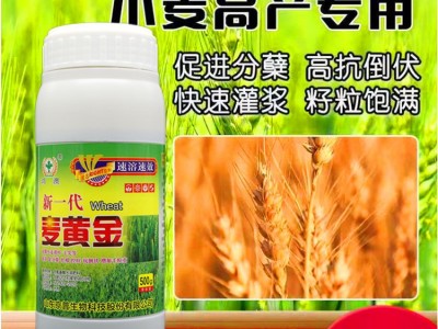 麦黄金小麦抗冻抗旱籽粒饱满小麦增产叶面肥壮苗抗病图2