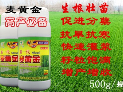 麦黄金小麦抗冻抗旱籽粒饱满小麦增产叶面肥壮苗抗病图3