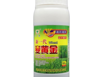 麦黄金小麦抗冻抗旱籽粒饱满小麦增产叶面肥壮苗抗病图4