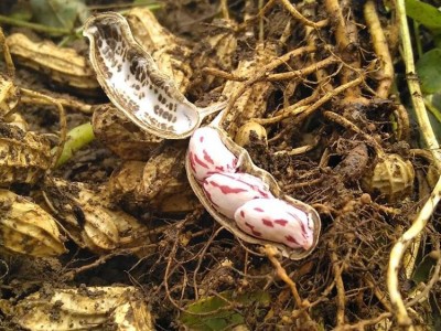 新鲜七彩花生 现挖冷链供应 热带野地种植 原味鲜甜 牛奶花生图5