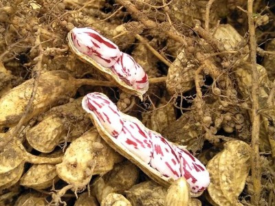 新鲜七彩花生 现挖冷链供应 热带野地种植 原味鲜甜 牛奶花生图4