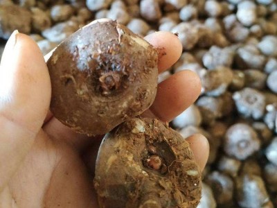 魔芋种子订购 高海拔农作物 粉片制作 国盛农产图4