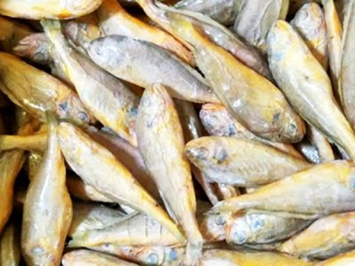 鲜新捕捞速冻黄花鱼新鲜冷冻海捕黄鱼小黄鱼海鲜水产批发鲜活鱼图2