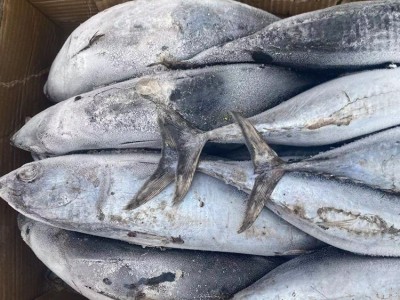 冷冻炸弹鱼 鲣鱼 三点鲣 宠物食品原料 罐头原料 批发图2