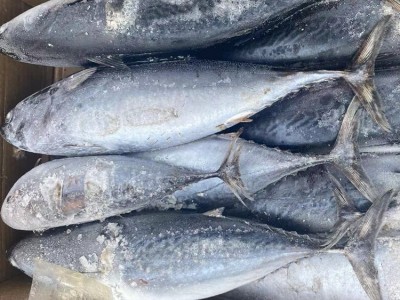 冷冻炸弹鱼 鲣鱼 三点鲣 宠物食品原料 罐头原料 批发图4